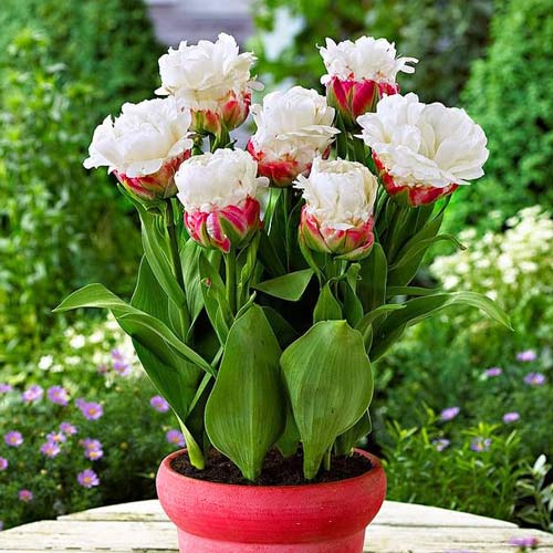 Тюльпан Айс Крим изображение 3 артикул 68120