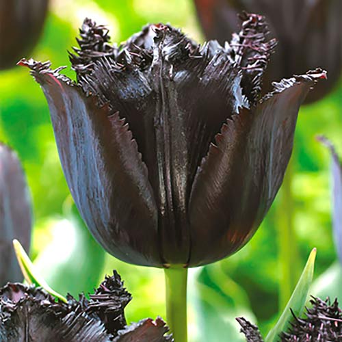 Тюльпан бахромчатый Блэк  изображение 1 артикул 68988