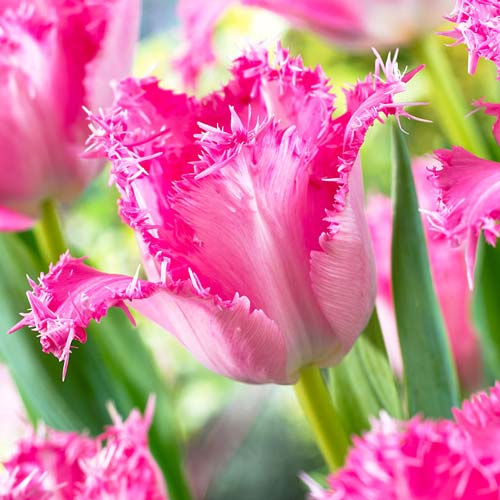 Тюльпан бахромчатый Сантандер изображение 1 артикул 67474