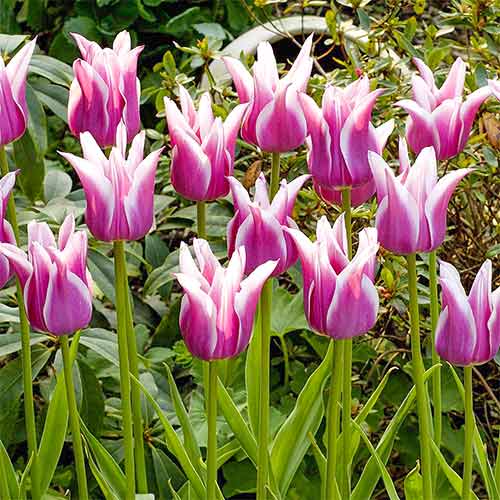 Тюльпан Баллада изображение 1 артикул 67689