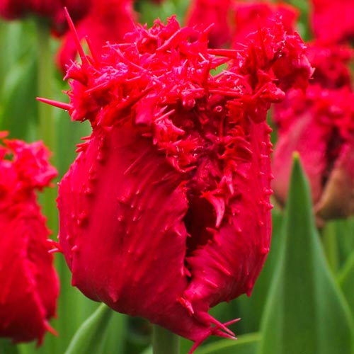 Тюльпан бахромчатый Барбадос изображение 1 артикул 67693