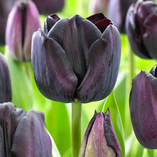 Тюльпан Триумф Блэк Джек артикул фото 1 Тюльпан Триумф Блэк Джек изображение 1 артикул 67839