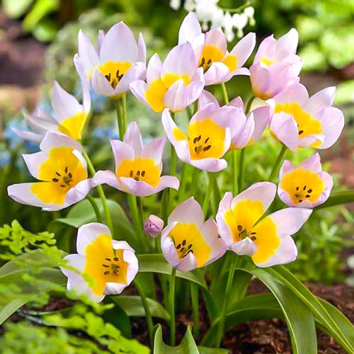 Тюльпан ботанический Лилак Вандер изображение 1 артикул 67751