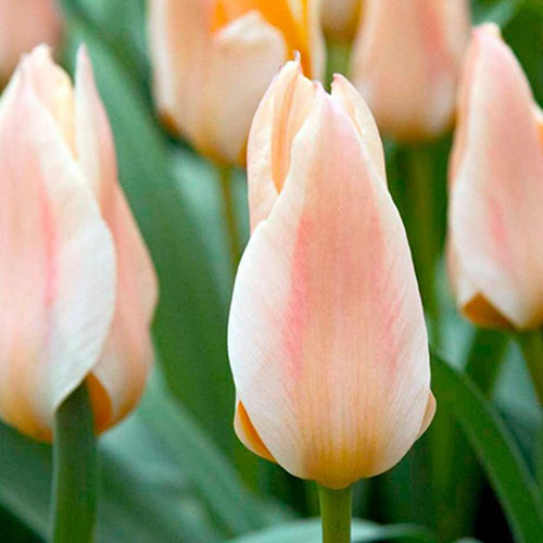 Тюльпан ботанический Литтл Герл изображение 1 артикул 67765