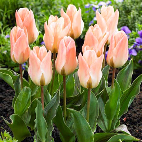 Тюльпан ботанический Литтл Герл изображение 2 артикул 67765