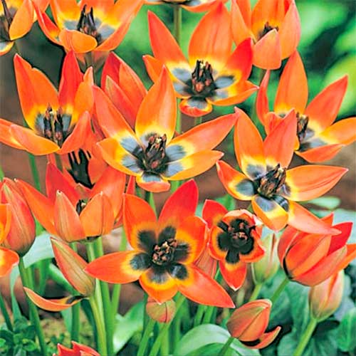 Тюльпан ботанический Литтл Принцесс изображение 1 артикул 70295