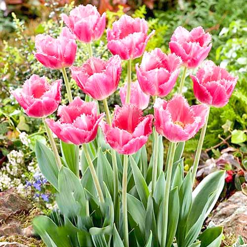 Тюльпан бахромчатый Даллас артикул фото 1 Тюльпан бахромчатый Даллас изображение 1 артикул 67694