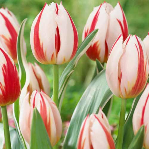 Тюльпан Дарвина Бернинг Харт артикул фото 1 Тюльпан Дарвина Бернинг Харт изображение 1 артикул 70292