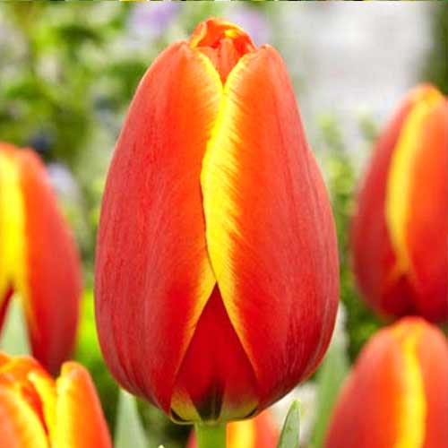 Тюльпан Дарвина Ворлдс Фэйворит артикул фото 1 Тюльпан Дарвина Ворлдс Фэйворит изображение 1 артикул 70297