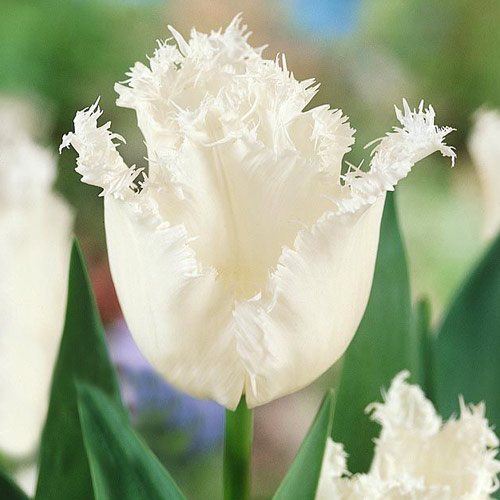Тюльпан бахромчатый Дайтона изображение 1 артикул 67723