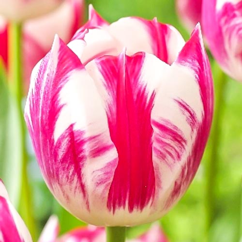 Тюльпан Триумф Ди Ди изображение 1 артикул 68082