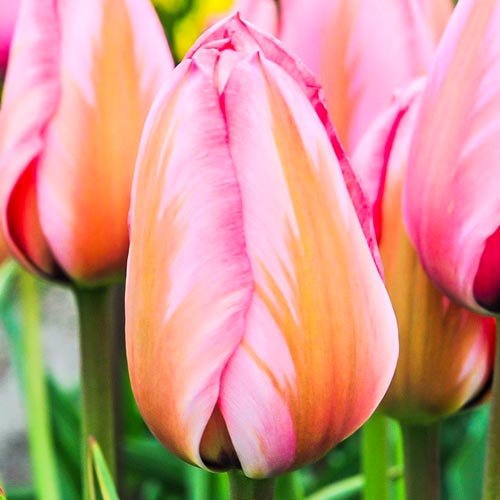 Тюльпан Дарвина Дизайн Импрешн изображение 1 артикул 67728