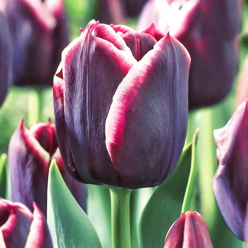 Тюльпан Триумф Джекпот артикул фото 1 Тюльпан Триумф Джекпот изображение 1 артикул 67727