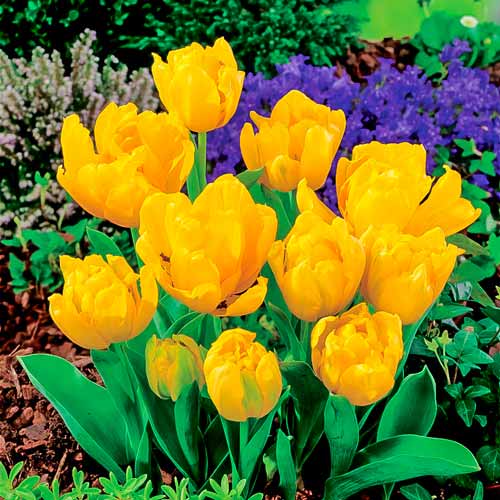 Тюльпан Еллоу Бейби изображение 1 артикул 68994