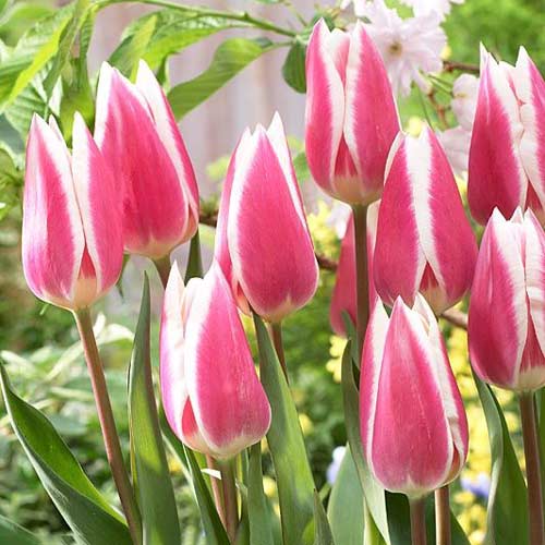 Тюльпан Триумф Эрли Сюрпрайз изображение 1 артикул 68115