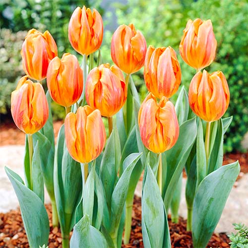 Тюльпан Эрмитаж изображение 1 артикул 67868