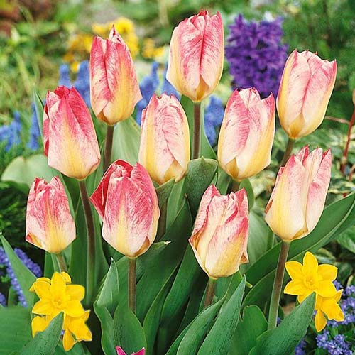 Тюльпан Фостера Флэминг Пуриссима изображение 1 артикул 68047