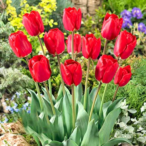 Тюльпан Дарвина Фостери Кинг изображение 1 артикул 67856