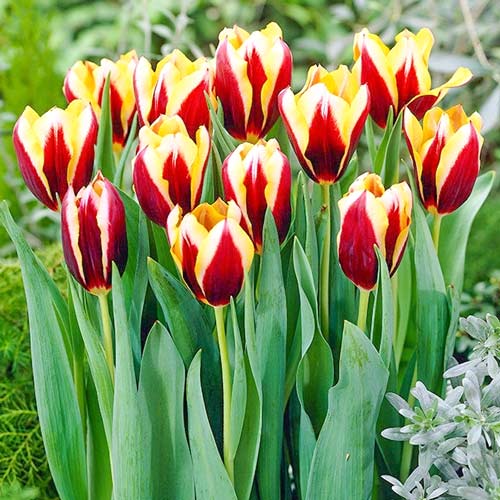 Тюльпан Триумф Гавота артикул фото 1 Тюльпан Триумф Гавота изображение 1 артикул 67840