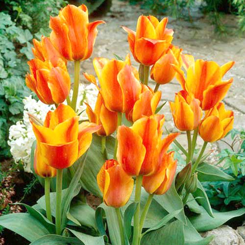 Тюльпан Грейга Компостела артикул фото 1 Тюльпан Грейга Компостела изображение 1 артикул 70300