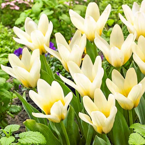 Тюльпан Грейга Концерто артикул фото 1 Тюльпан Грейга Концерто изображение 1 артикул 70301