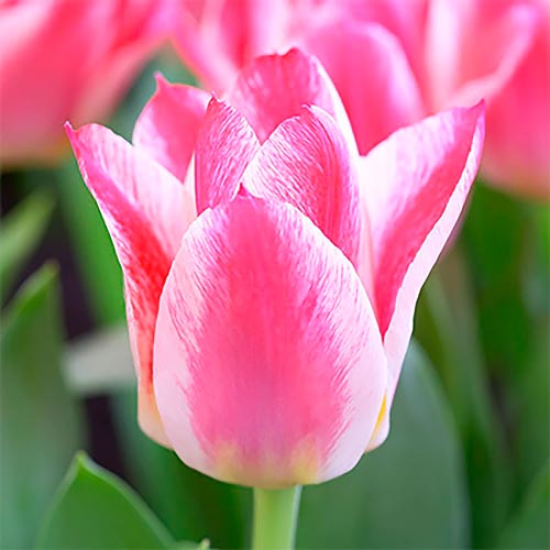 Тюльпан Грейга Хэппи артикул фото 1 Тюльпан Грейга Хэппи изображение 1 артикул 68081