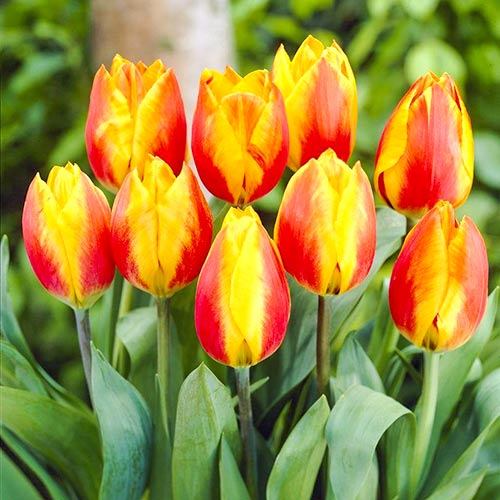 Тюльпан Хит Парад изображение 1 артикул 67860
