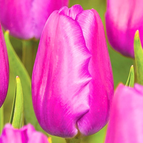 Тюльпан Холланд Бьюти изображение 1 артикул 67861