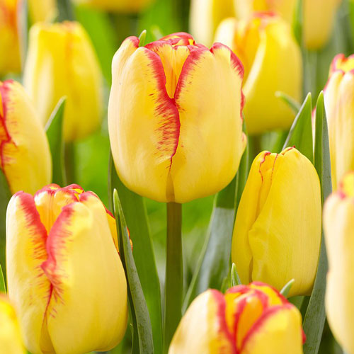 Тюльпан Кейп Таун изображение 1 артикул 67742