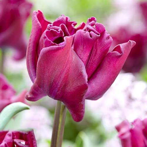 Тюльпан Триумф Краун оф Негрита артикул фото 1 Тюльпан Триумф Краун оф Негрита изображение 1 артикул 68083