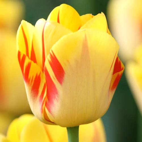 Тюльпан Ла Куртин артикул фото 1 Тюльпан Ла Куртин изображение 1 артикул 70250