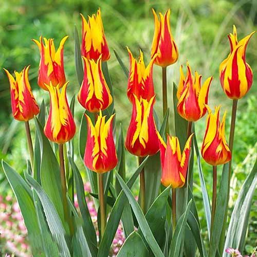 Тюльпан лилиецветный Байсайд Флэйм изображение 1 артикул 70289