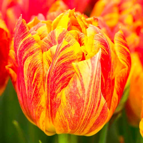 Тюльпан махровый Монте Флейм изображение 1 артикул 67777