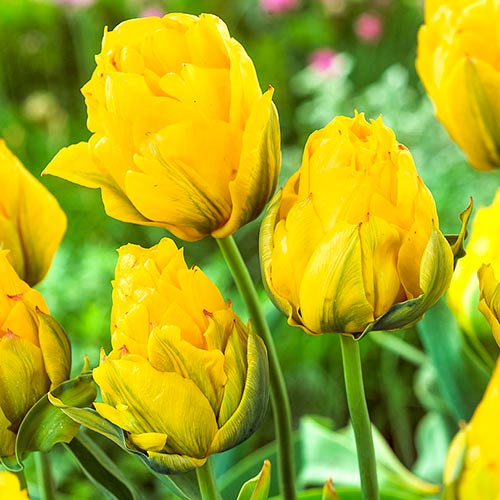 Тюльпан махровый Монте Пион изображение 1 артикул 67775