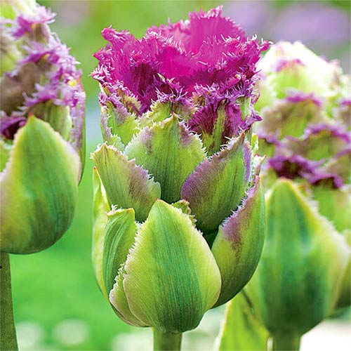 Тюльпан махровый Перпл Тауэр изображение 1 артикул 67793