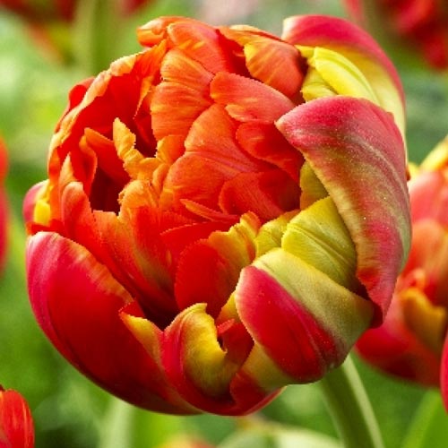 Тюльпан махровый Принцесс Юник изображение 1 артикул 67468