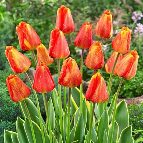 Тюльпан Дарвина Мистик Гарант изображение 1 артикул 67773