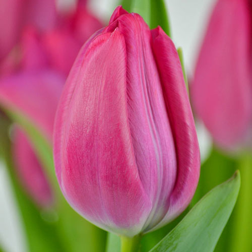 Тюльпан Триумф Пассио Свит артикул фото 1 Тюльпан Триумф Пассио Свит изображение 1 артикул 67787