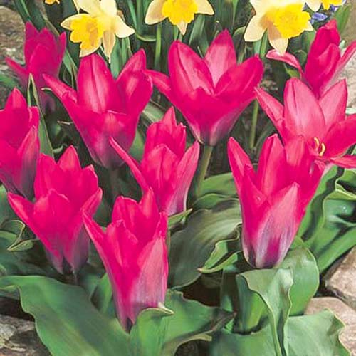 Тюльпан Кауфмана Пинк Дварф изображение 1 артикул 67794