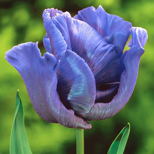 Тюльпан попугайный Блю Пэррот изображение 1 артикул 67797