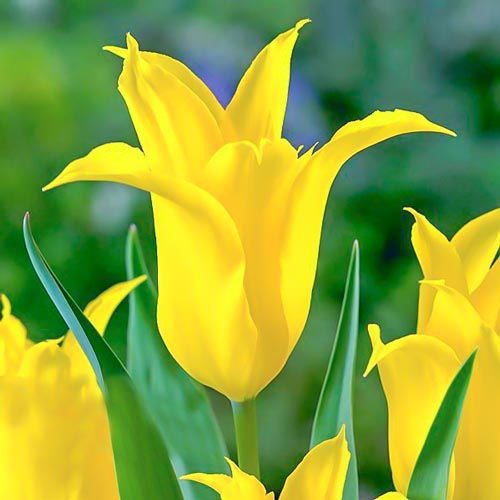 Тюльпан зеленоцветный Дансинг Шоу изображение 1 артикул 67513