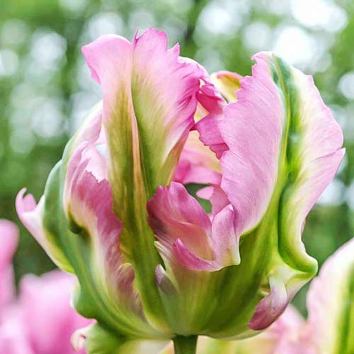 Тюльпан попугайный Грин Вейв артикул фото 1 Тюльпан попугайный Грин Вейв изображение 1 артикул 67720