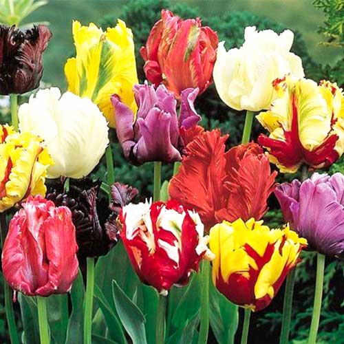 Тюльпан попугайный Пэррот, микс изображение 1 артикул 67874