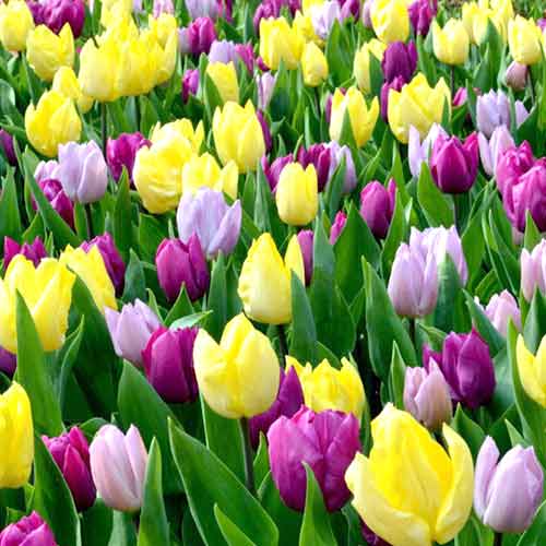 Супер корзина! Комплект тюльпанов Принц, микс изображение 1 артикул 67803