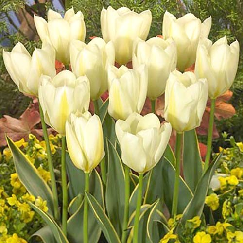 Тюльпан Фостера Пуриссима Дизайн артикул фото 1 Тюльпан Фостера Пуриссима Дизайн изображение 1 артикул 68045