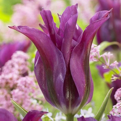 Тюльпан лилиецветный Пурпл Долл изображение 1 артикул 67808