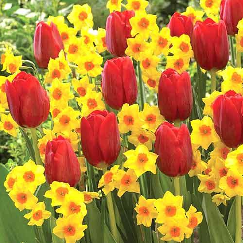 Супер корзина! Комплект тюльпанов Солнечная долина, микс артикул фото 1 Супер корзина! Комплект тюльпанов Солнечная долина, микс изображение 1 артикул 67816