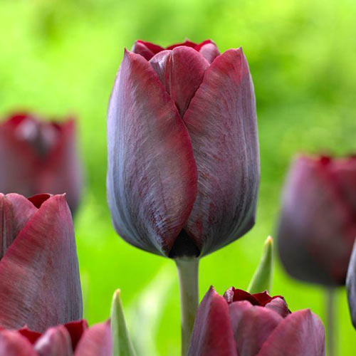 Тюльпан Триумф Роналдо изображение 1 артикул 67844