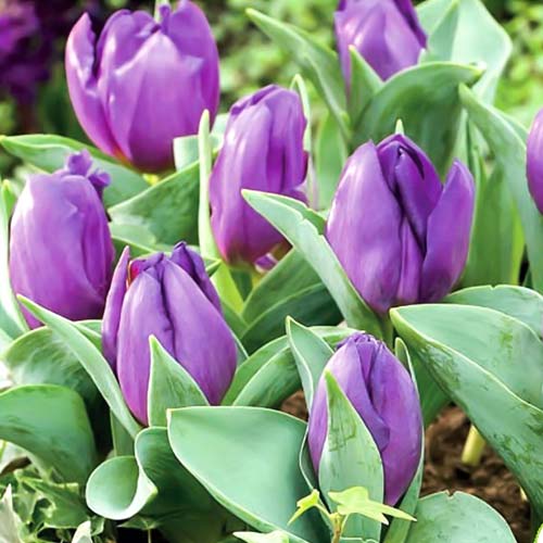 Тюльпан Триумф Бейби Блю изображение 1 артикул 68996