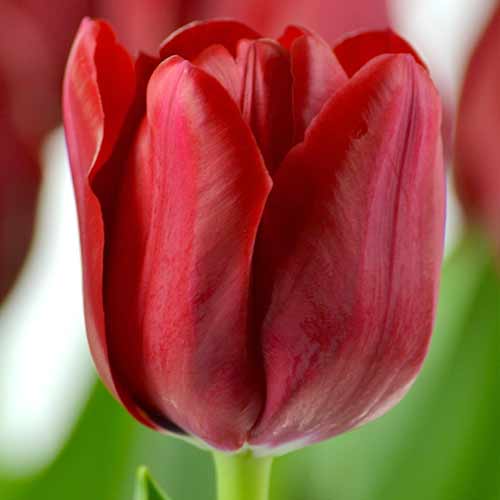 Тюльпан Триумф Иль де Франс изображение 1 артикул 70218